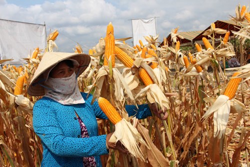 Cải tiến canh tác tốt hơn trồng cây biến đổi gien